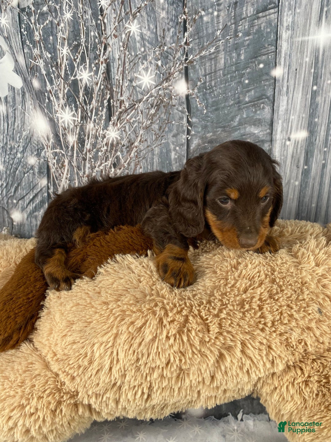 Miniature Dachshund dogs for sale: Kobe - Ad 12