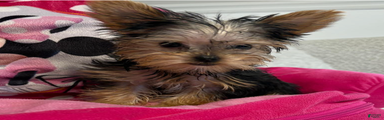 Posey - Yorkshire Terrier Puppy 3