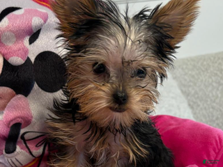 Yorkshire Terrier dogs for sale: Posey - Yorkshire Terrier Puppy 3 - Ad 3