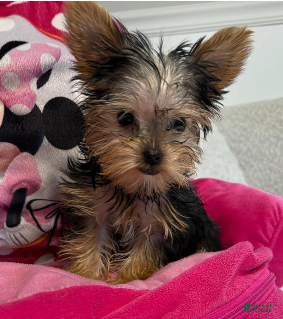 Yorkshire Terrier dogs for sale: Posey - Yorkshire Terrier Puppy 3 - Ad 1
