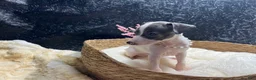 Italian Greyhound dogs for sale: Italian Greyhound 3 - Ad 6