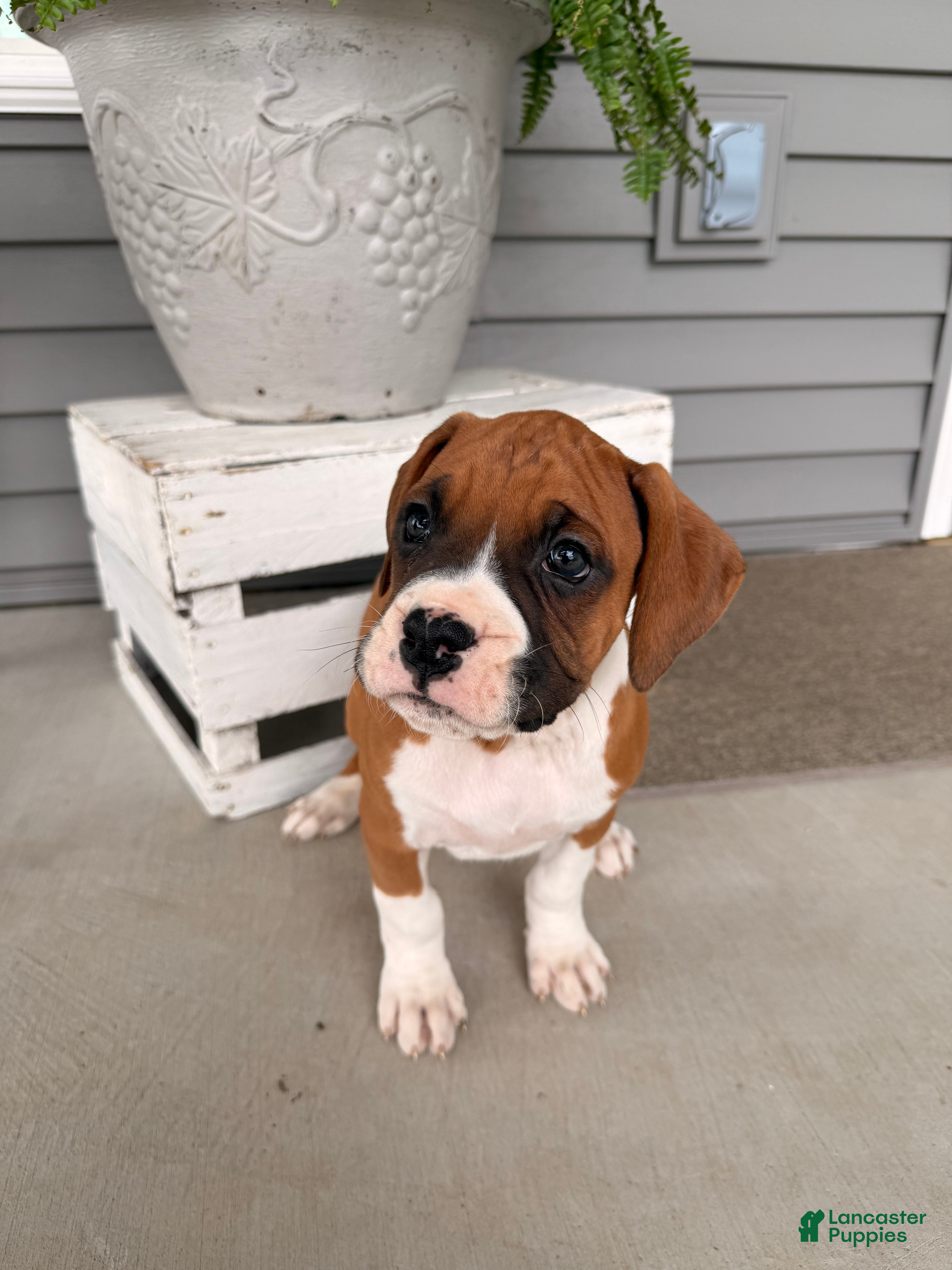 Boxer dogs Champ  - Ad 19