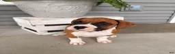 Boxer dogs for sale: Champ  - Ad 1