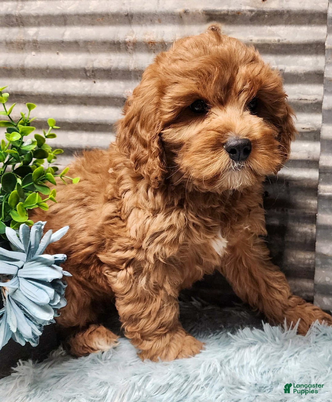 Cavapoo dogs for sale: Jingle - Ad 2