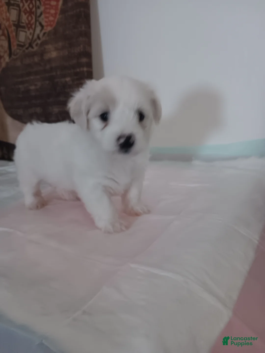 Maltese dogs for sale: Maltese 1 - Ad 2