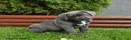 Cane Corso dogs for sale: Autumn - Ad 3