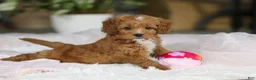 Cavapoo dogs for sale: Princess - Ad 9