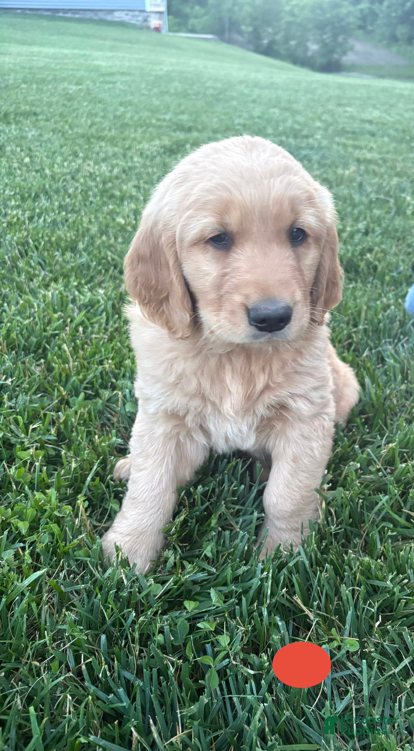 Golden Retriever dogs for sale: Scooter - Ad 4