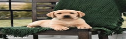 Labrador Retriever dogs for sale: London - Ad 4