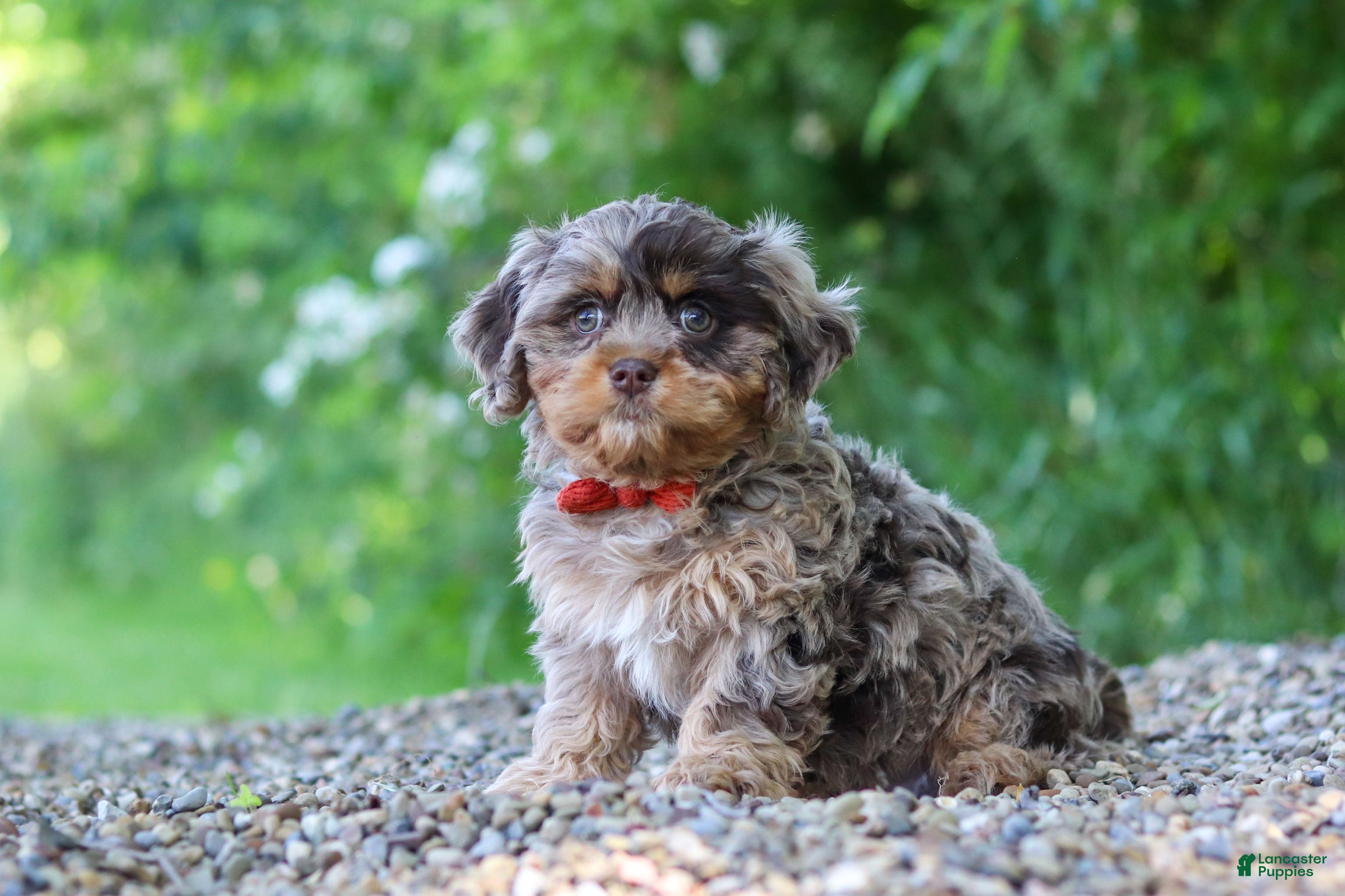 Cavapoo dogs Skipper - Ad 1