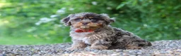 Cavapoo dogs for sale: Skipper - Ad 1