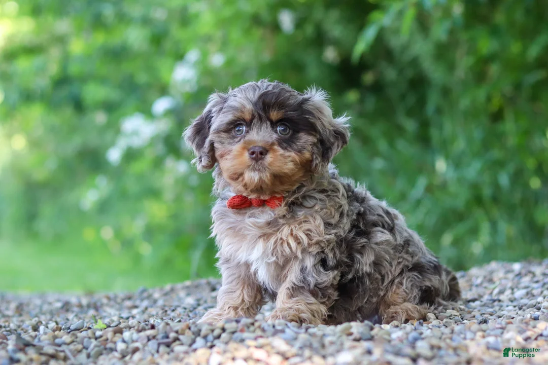 Cavapoo dogs for sale: Skipper - Ad 1