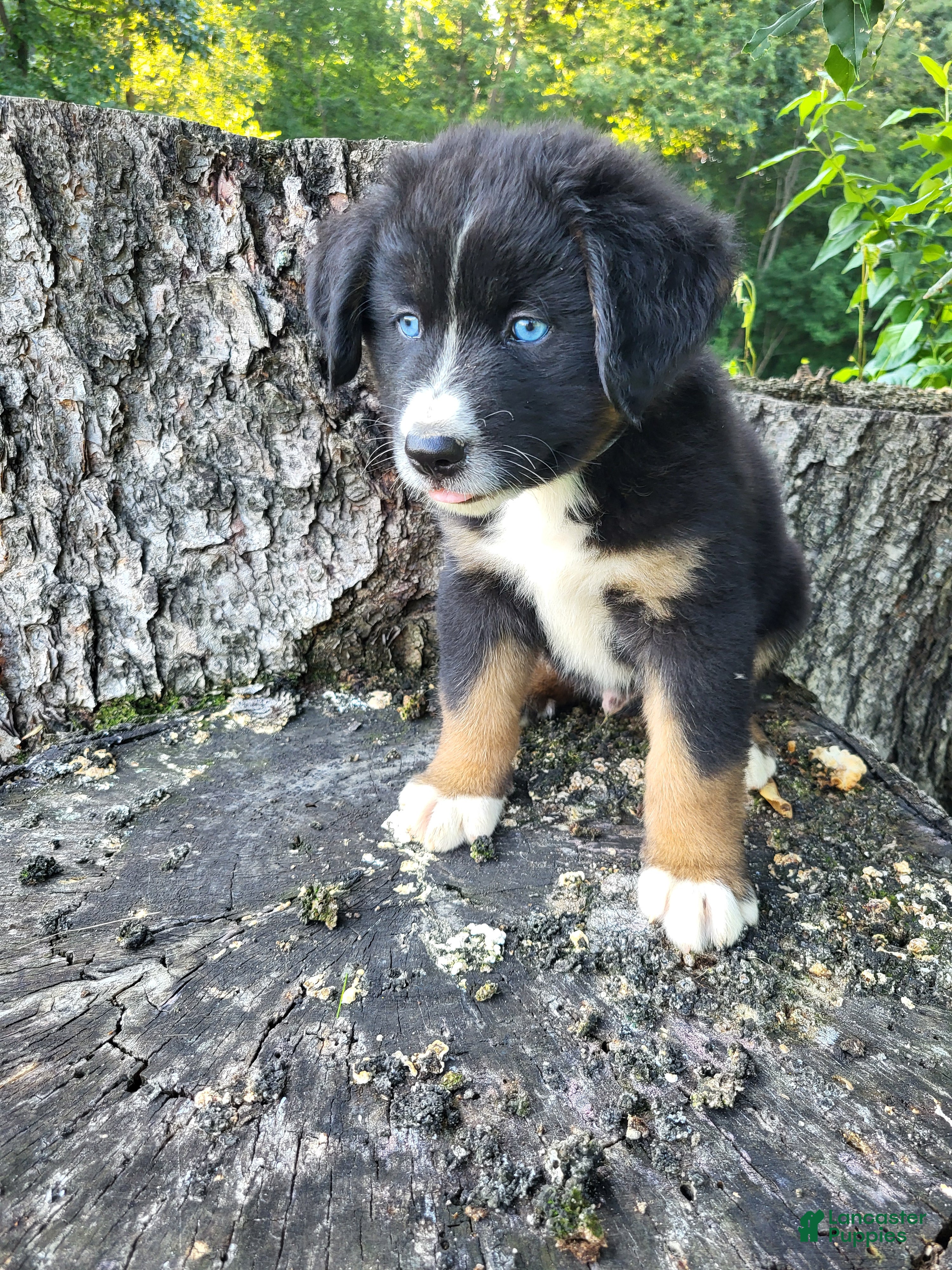 Mixed Breed dogs Teddy - Ad 1