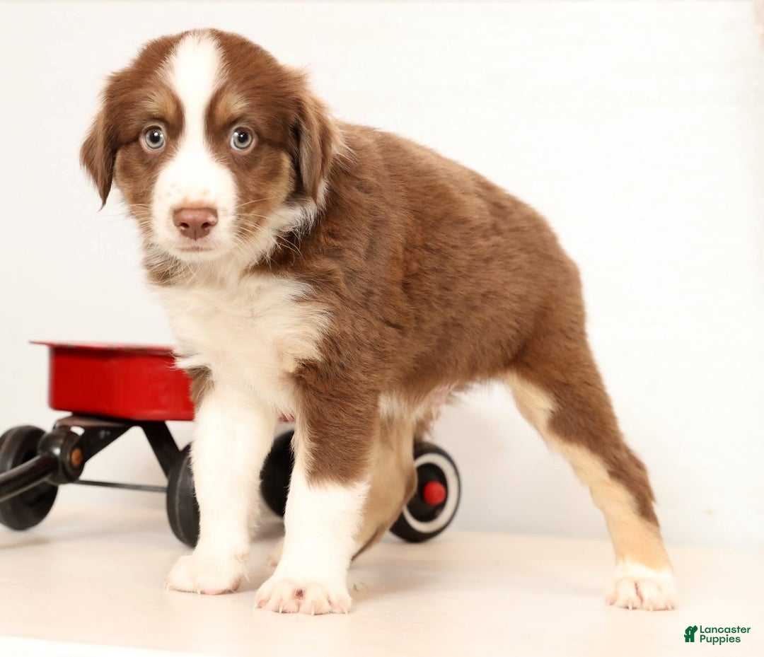 Miniature Australian Shepherd dogs for sale: Rocky - Ad 8