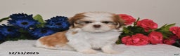Shih Tzu dogs for sale: Jodi - Ad 3