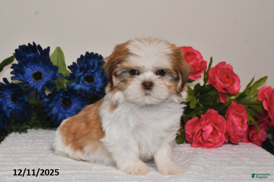 Shih Tzu dogs for sale: Jodi - Ad 3