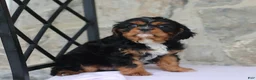Cavalier King Charles Spaniel dogs for sale: Hadley - Ad 3