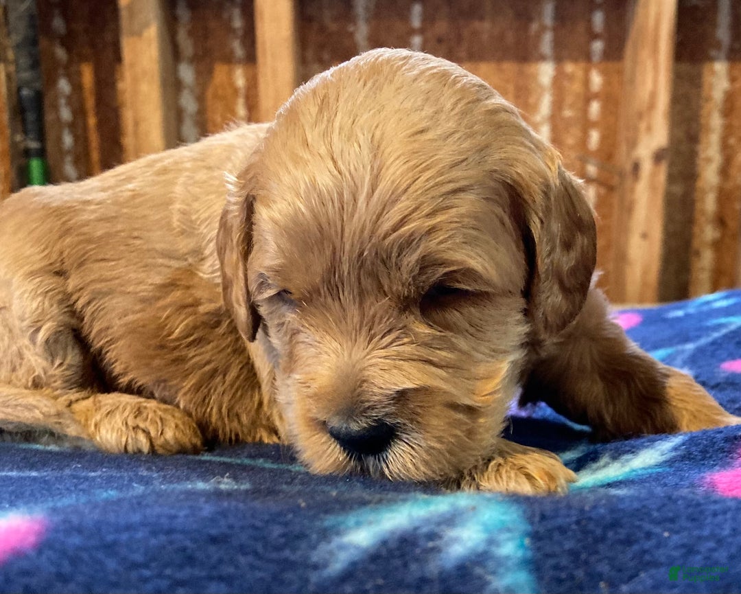 Labradoodle dogs for sale: Tucker - Ad 2
