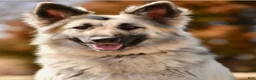 German Shepherd dogs for sale: Blue Silver Sable - Ad 2