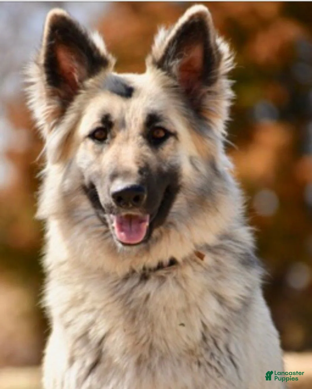 German Shepherd dogs for sale: Blue Silver Sable - Ad 2