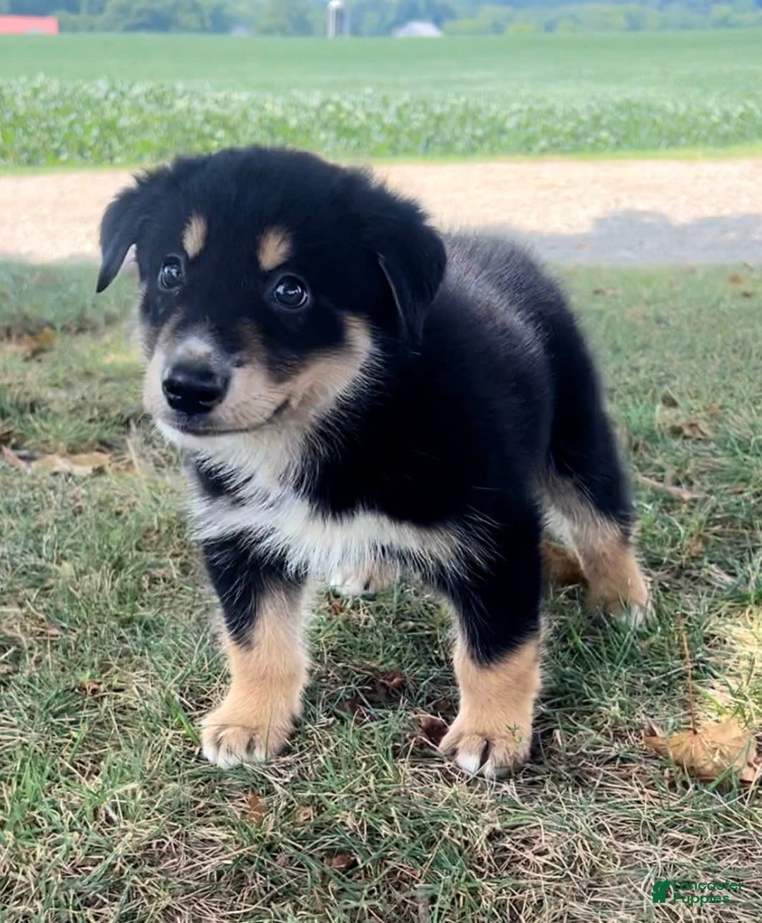 Breed Husky And Rottweiler Puppies Husky White Rottweiler Puppy