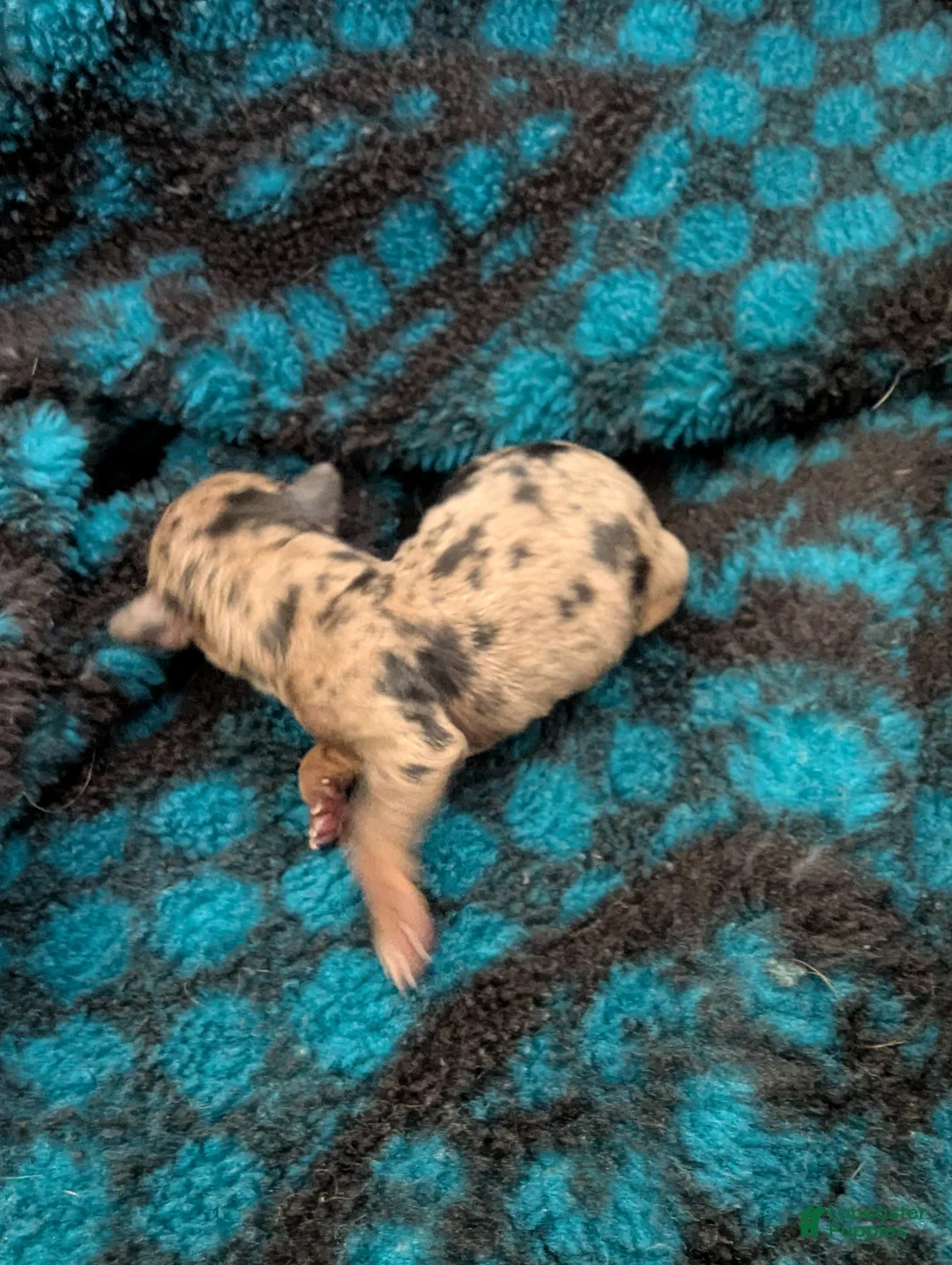 Chihuahua dogs for sale: Sammie - Ad 3