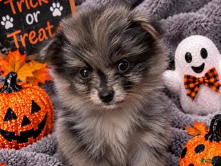 Pomeranian dogs Lana - Ad 5