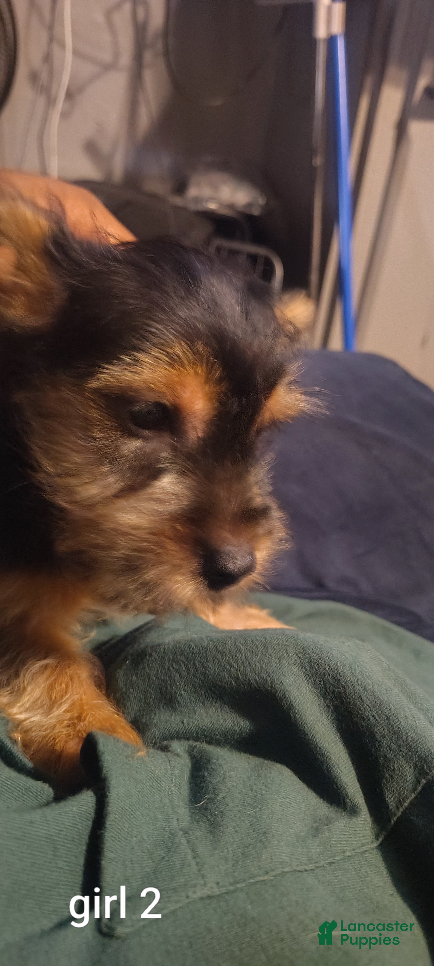 Yorkshire Terrier dogs for sale: Yorkshire Terrier 4 - Ad 35