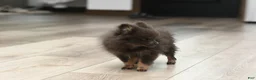 Pomeranian dogs for sale: Lily Blu - Ad 4