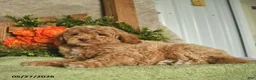 Mini Goldendoodle dogs for sale: Gizmo  - Ad 3