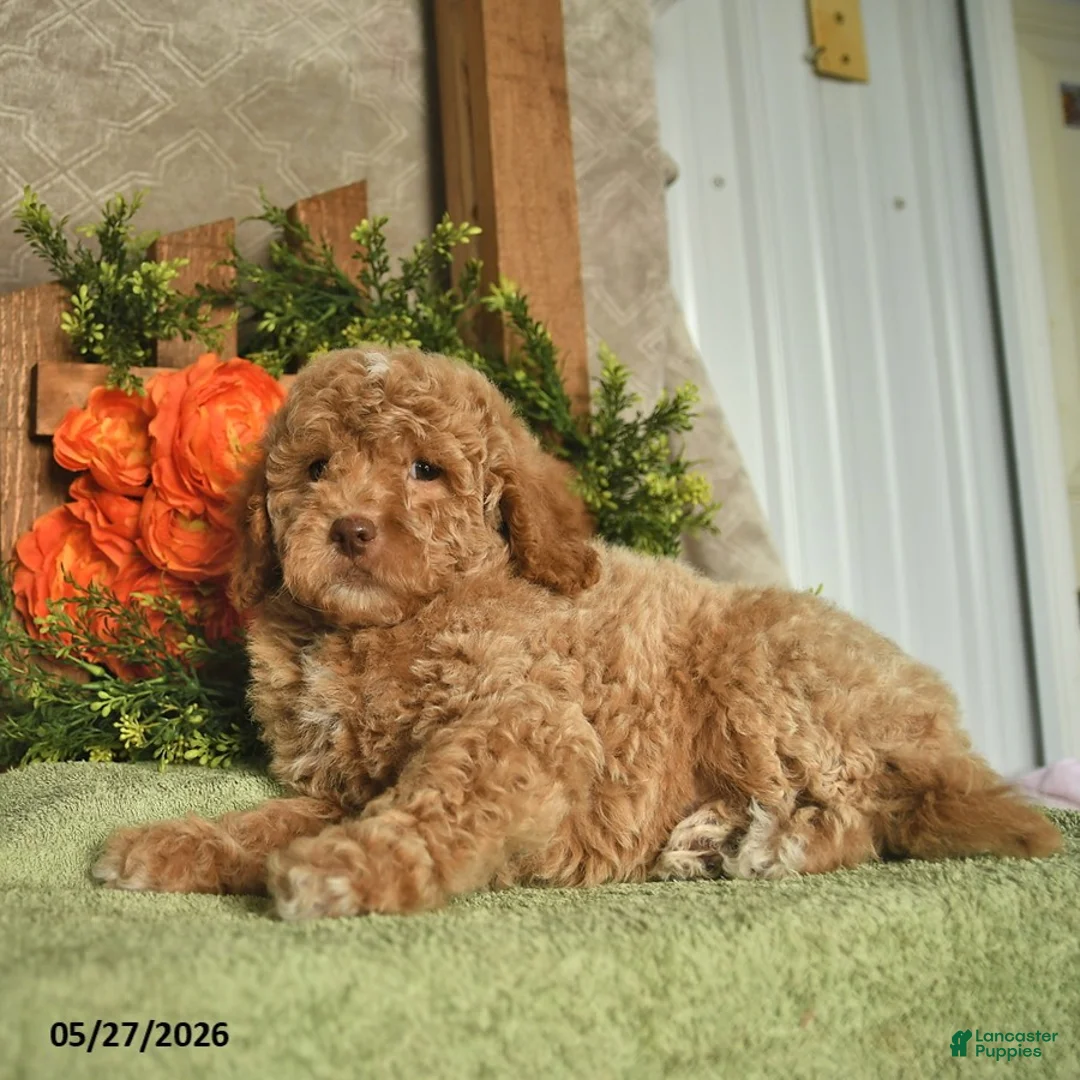 Mini Goldendoodle dogs for sale: Gizmo  - Ad 3