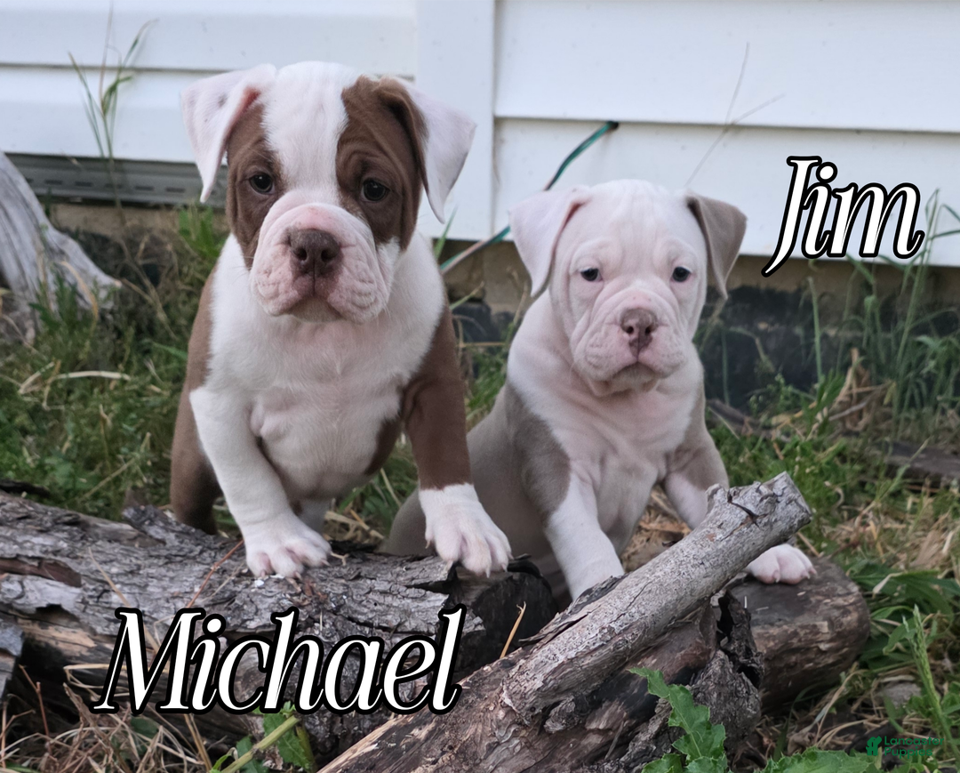 Bulldogge Puppies Ioeba Registered Olde English Bulldogge Olde
