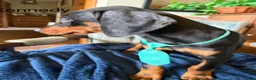 Doberman Pinscher dogs for sale: Doberman Pinscher 8 - Ad 3