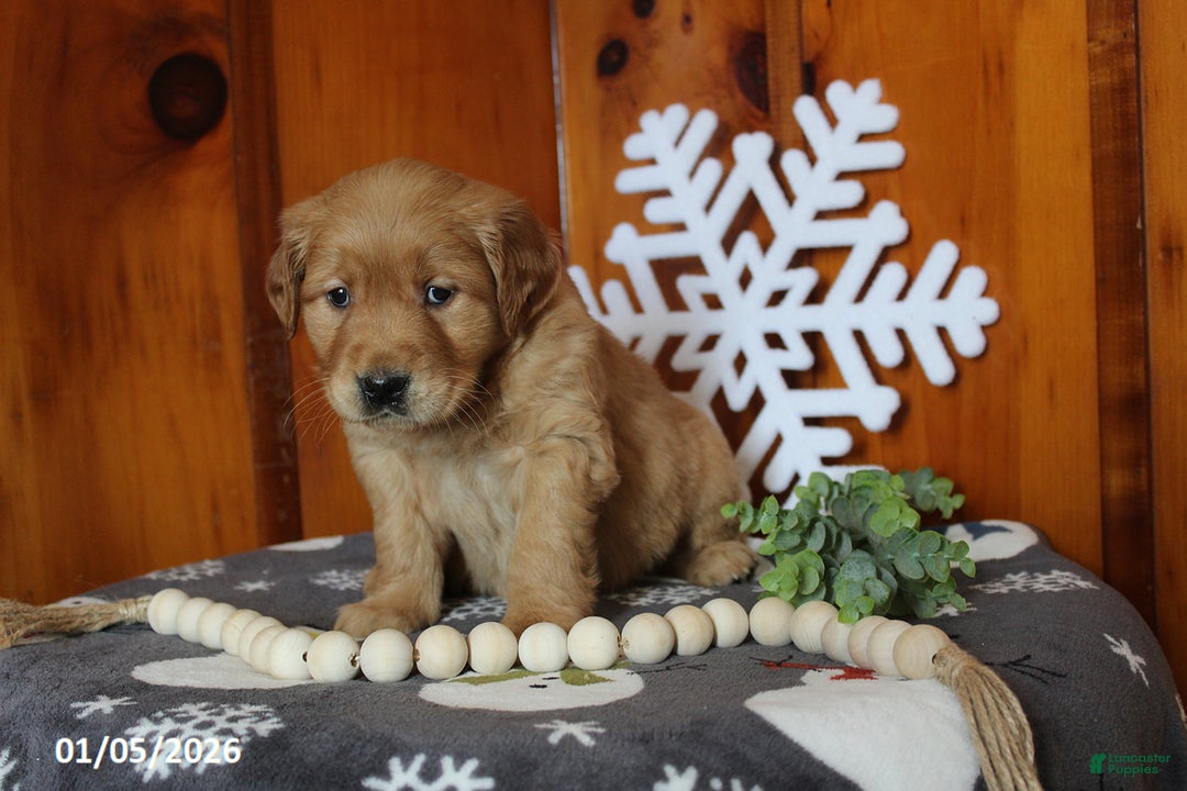 Golden Retriever dogs for sale: Brandy - Ad 1