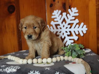 Golden Retriever dogs Brandy - Ad 10