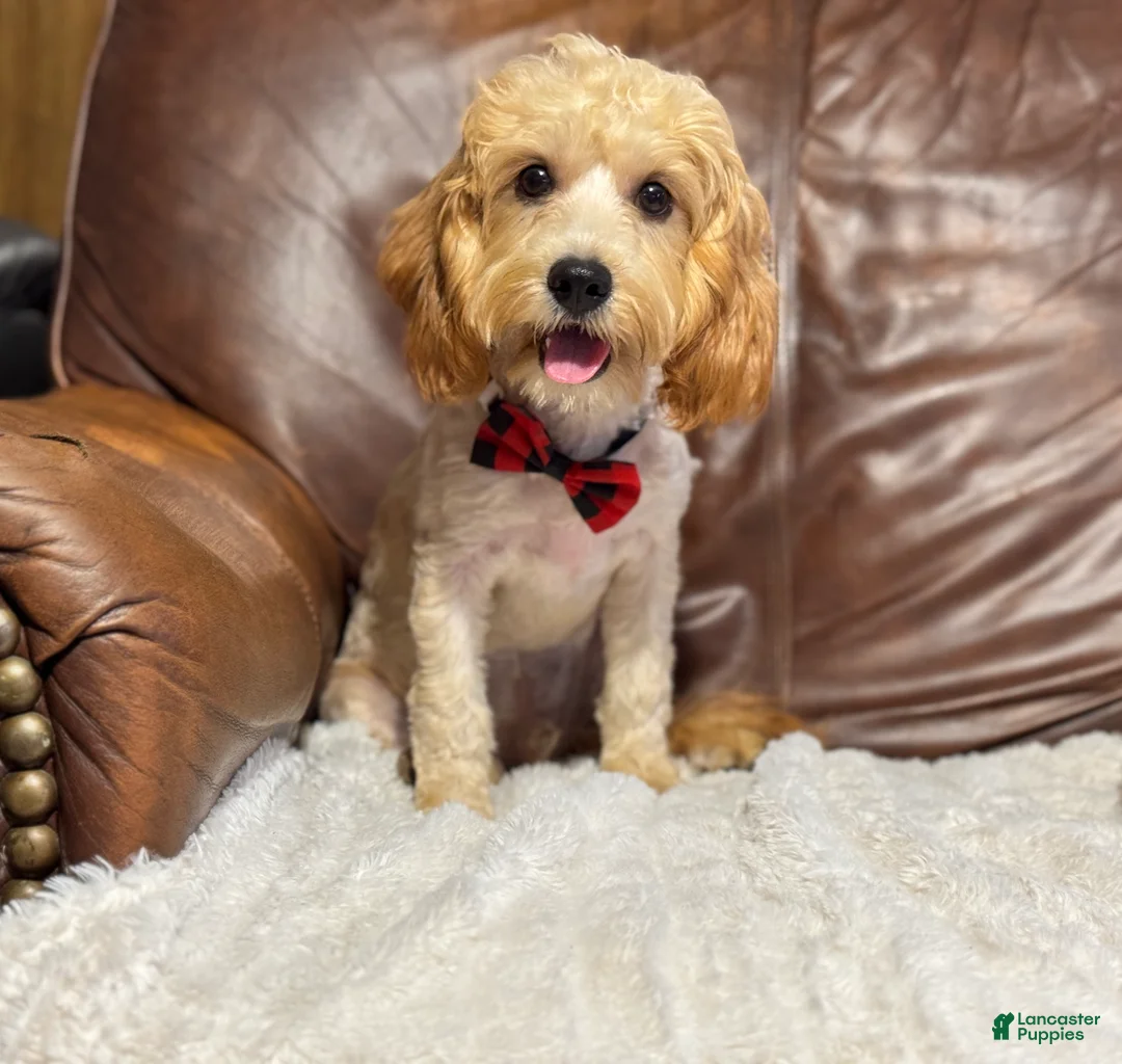 Cavapoo dogs for sale: Teddy  - Ad 2