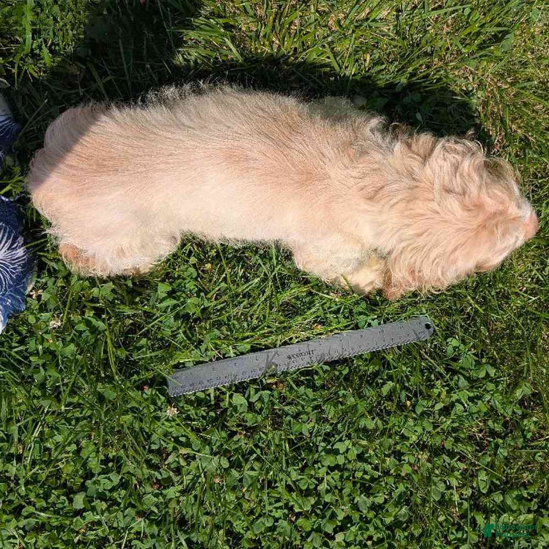 Cocker Spaniel dogs for sale: Gingham - Ad 2