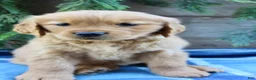 Golden Retriever dogs for sale: Buddy - Ad 6