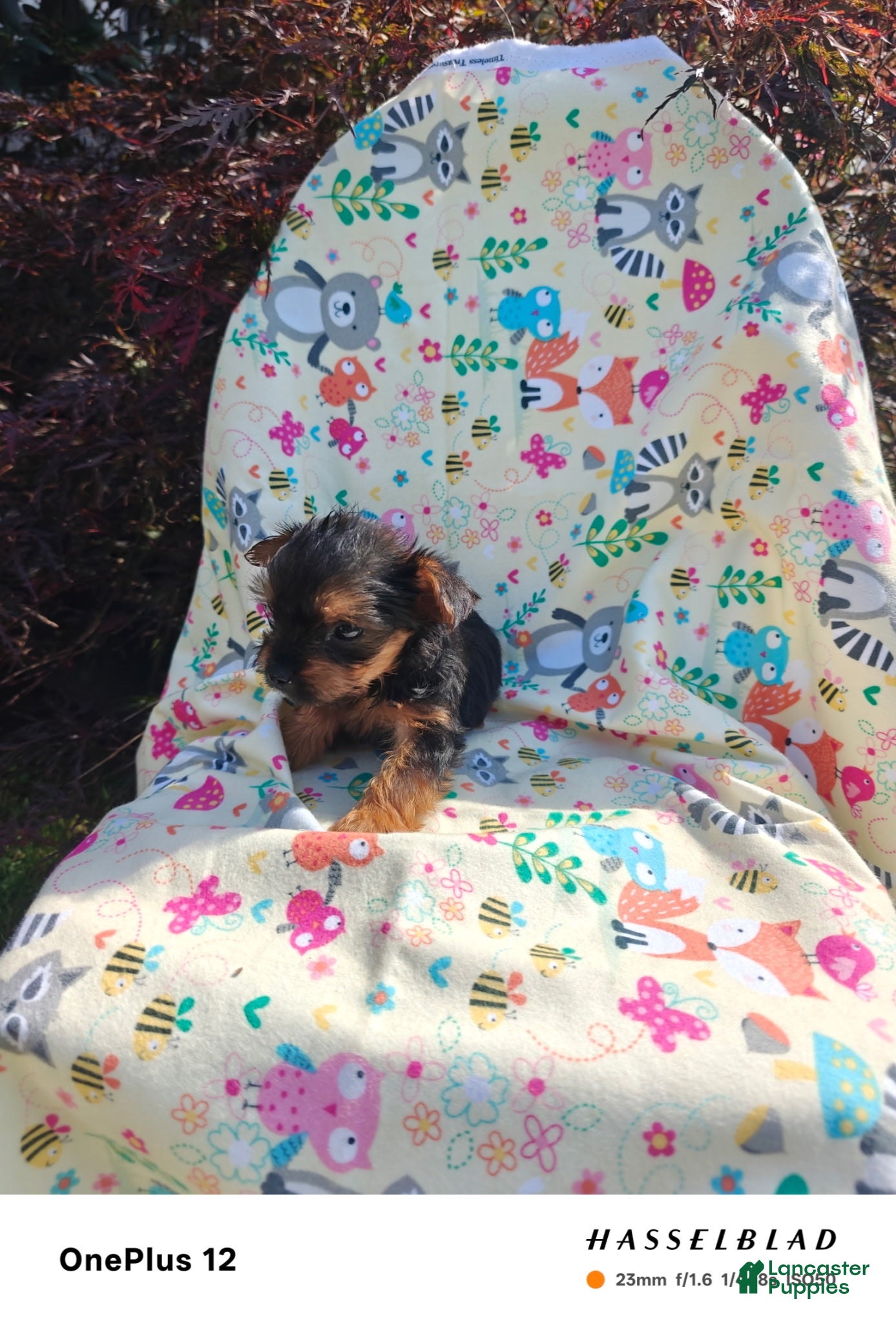 Yorkiepoo dogs Yorkiepoo 2 - Ad 1
