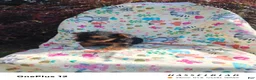 Yorkiepoo dogs for sale: Yorkiepoo 2 - Ad 1
