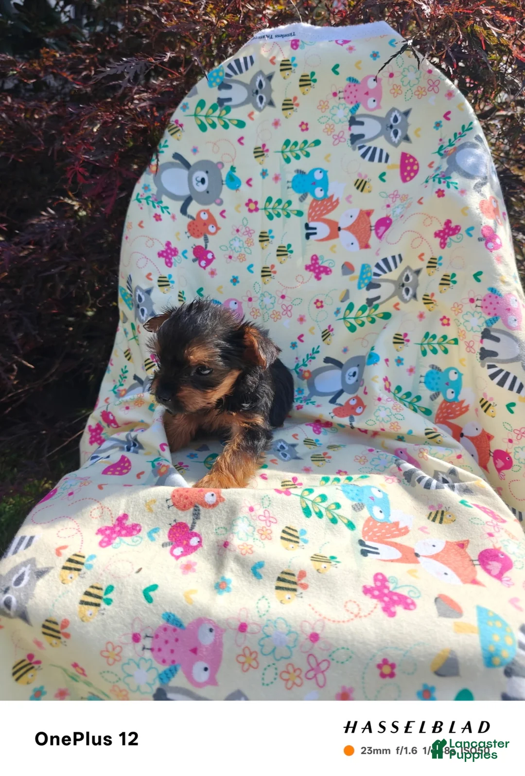 Yorkiepoo dogs for sale: Yorkiepoo 2 - Ad 1