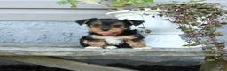 Yorkshire Terrier dogs for sale: Rosie - Ad 3