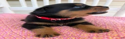 Rottweiler dogs for sale: Ruby - Ad 9