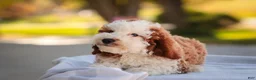 Cavapoo dogs for sale: Larry Cavapoo  - Ad 3