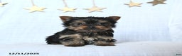 Yorkshire Terrier dogs for sale: Frosty - Ad 1