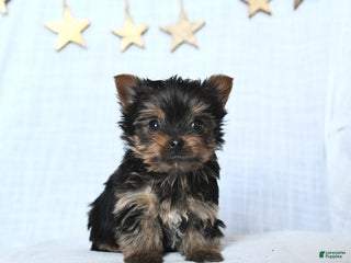 Yorkshire Terrier dogs for sale: Frosty - Ad 1