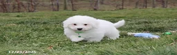 Bichon Frise dogs for sale: Rory - Ad 15