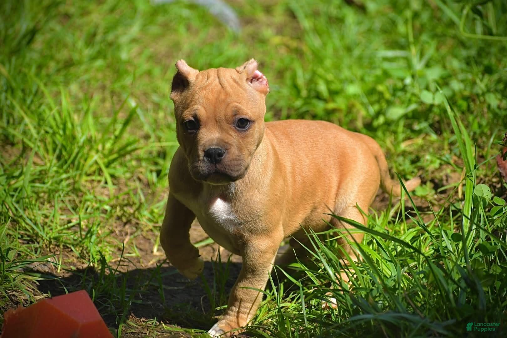 American Bully dogs Fawn Boy - Ad 5