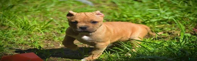Fawn Boy