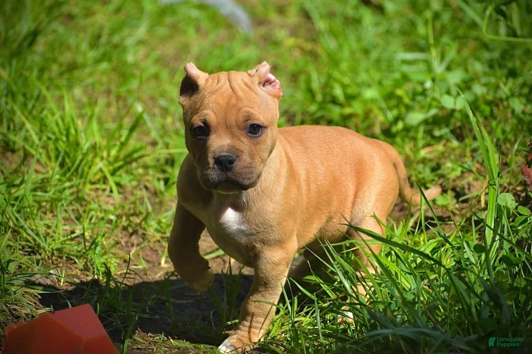 American Bully dogs for sale: Fawn Boy - Ad 1